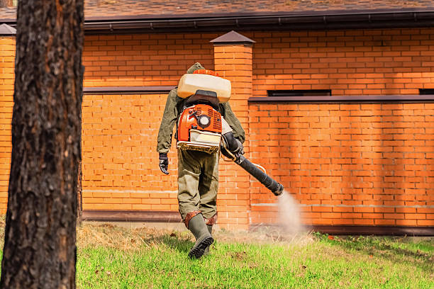 Trusted Ant Control service in Little Walnut Village, NM - Nex Pest Control